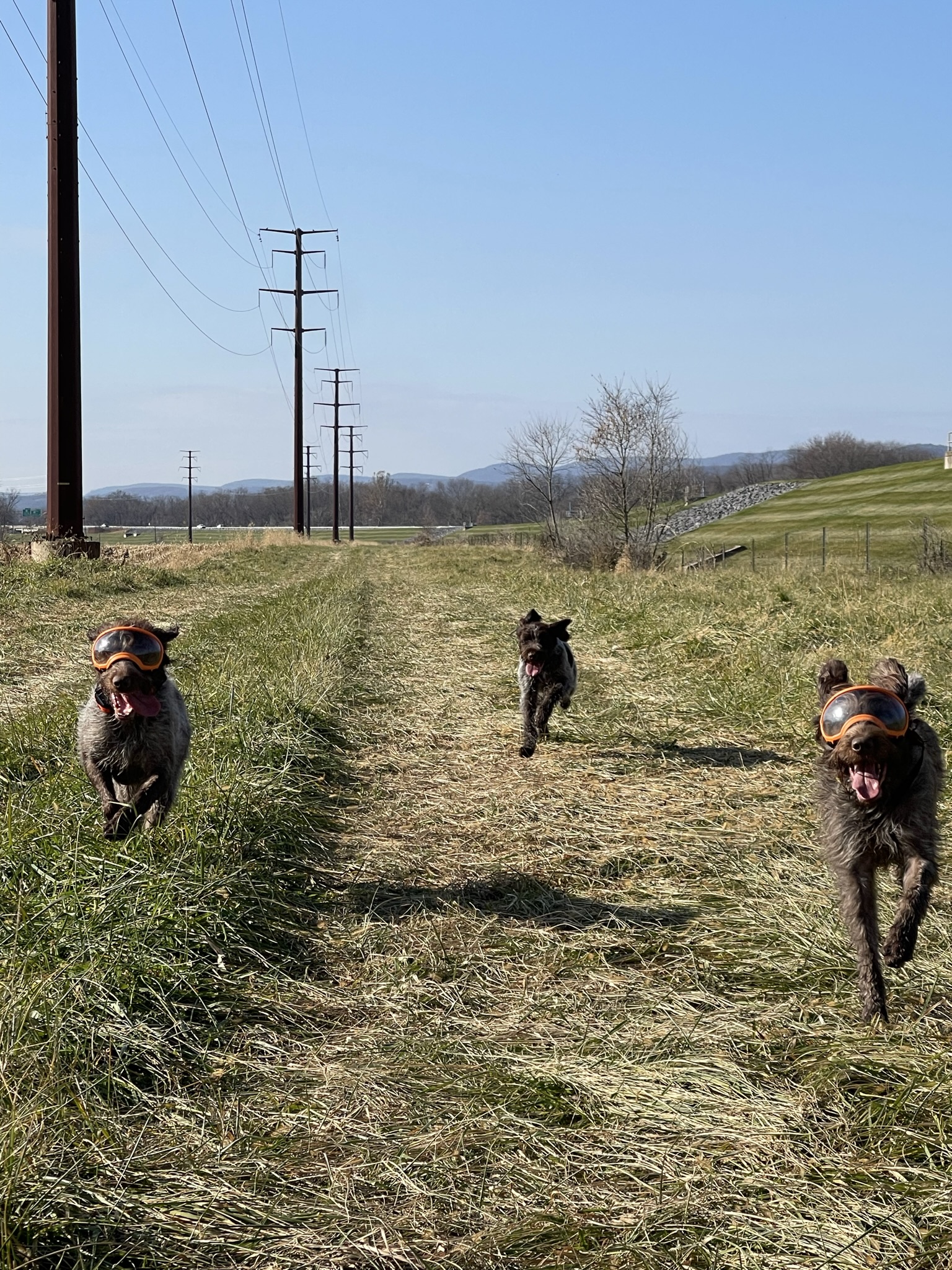 Ravine Run Griffons, LLC